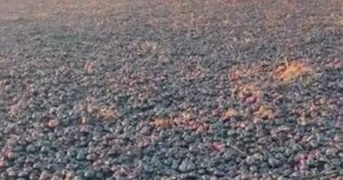 تغطية تليفزيون اليوم السابع لحريق 15 فدان بصل في الدقهلية.. فيديو