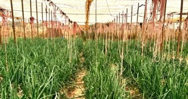 الصوب الزراعية التابعة لمحطة البحوث الزراعية 