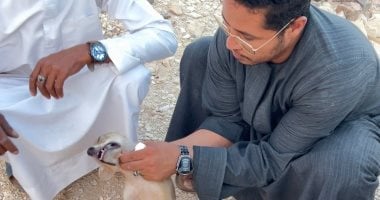 صيد ذئب صغير 