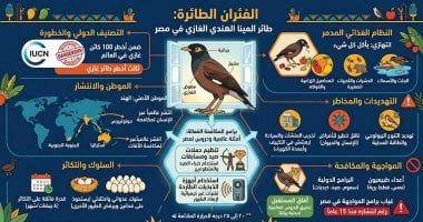 طائر المنيا الهندى «الفئران الطائرة»