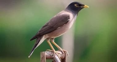 بعد الفئران الطائرة للمنيا.. الغراب الهندى مخالب سوداء عابرة للحدود.. تفاصيل رحلة الغزو من الموانئ الآسيوية إلى الشواطئ المصرية.. يفرض سطوته على السواحل بمدن القناه والبحر الاحمر.. والبيئة تبحث الحد من انتشاره