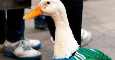 بطة المونديال 