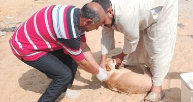 الطب البيطري بالإسماعيلية يحصّن 267 كلبًا ضالًا ضد السعار