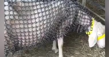 مزارع نمساوى يثير الجدل بتطوير درع معدنى يحمى الأغنام من هجمات الذئاب.. صور