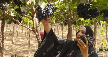 حصاد العنب الأسود بالقليوبية