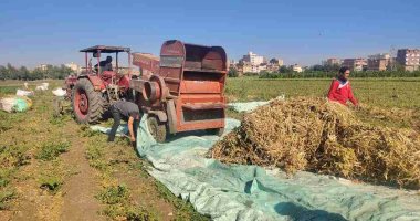 مزارعو المنوفية: محصول الفاصوليا حقق إنتاجية عالية تصل إلى طن للفدان.. صور