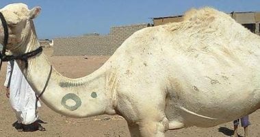 علامات تميز ملكية الجمال 