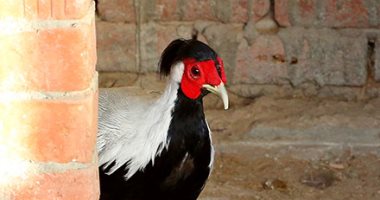 ألوان بديعة.. جماليات نوادر الطيور البرية
