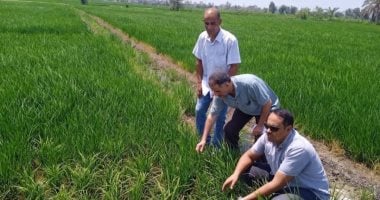 مديرية الزراعة بالشرقية تنظم يوما حقليا ضمن حملة للنهوض بمحصول الأرز