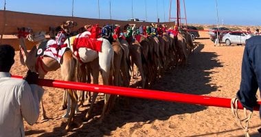أبناء جنوب سيناء يحصدون المراكز الأولى فى سباق الهجن الدولى بمضمار خليج العقبة