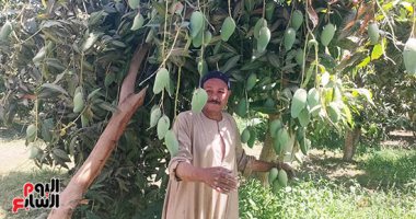 موسم ملكة الفواكه.. المانجا تزين أشجار الأقصر