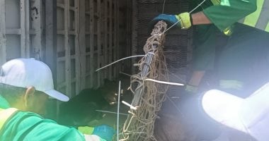 مديرية الطب البيطرى بالدقهلية تعلن انطلاق حملة تحصين وتعقيم الكلاب الضالة