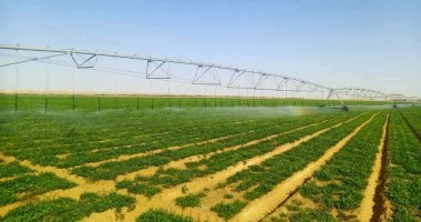 زراعة المحاصيل الاستراتيجية بأحدث التقنيات