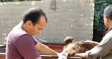 قافلة بيطرية مجانية تعالج 123 حيوانًا و1200 طائر بقرية الضبعية فى الإسماعيلية