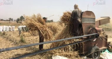 دراسة قمح تبتر ساق عامل أثناء عمله فى الدقهلية