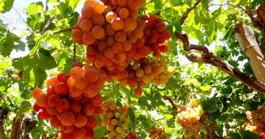 عناقيد الولى نورت الغيطان.. فرحة المزارعين بجنى ثمار العنب