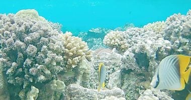 الشعاب المرجانية بجزيرة شواريت