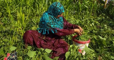 فرحة الفلاح بيوم الحصاد.. محصول الفاصوليا نور الغيطان