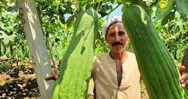 فرحة الحصاد.. محصول اللوف يزين غيطان الشرقية