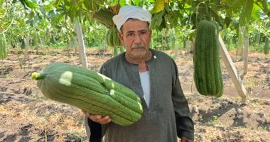 بشاير الخير فى موسم الحصاد.. هنا قرية الزوامل عاصمة زراعة اللوف فى الشرقية.. زراعة 1200 فدان فى زمام القرية.. والمزارعون: اللوف مصدر رزقنا ونناشد بعودة الأسمدة الكيماوية المدعمة لكونه محصولا استراتيجيا مهما