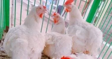 أسعار الفراخ والبط في كفر الشيخ اليوم الاثنين.. البيضاء بـ75 جنيها للكيلو