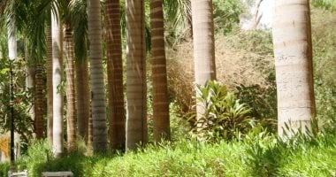النخيل الملكى.. حارس الممرات الخضراء وأيقونة الجمال فى الحديقة النباتية بأسوان.. خبير يكشف: يقلم نفسه ذاتيا وجريده يحدث طرقعة تحذير قبل السقوط.. وأشجار معمرة يتجاوز عمرها 100 عام وأطوالها 30 مترا.. صور وفيديو