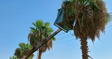 رئاسة مركز الداخلة: حملات مكثفة لتقليم الأشجار وإزالة النباتات العشوائية