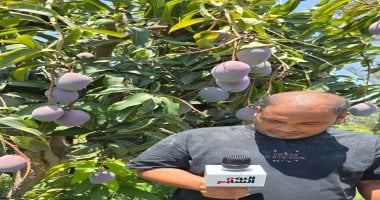 ثمار المانجو تزين أشجار الإسماعيلية.. فيديو
