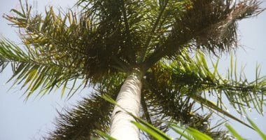 النخيل الملكى.. الحديقة النباتية بأسوان أيقونة الجمال الطبيعى فى بلاد النيل