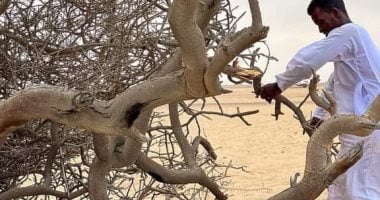 جمع الحطب من الأشجار الميته