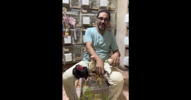 أغلى نوع فراخ فى مصر.. القزم الهندى يصل سعر الزوج إلى 30 ألف جنيه (فيديو)