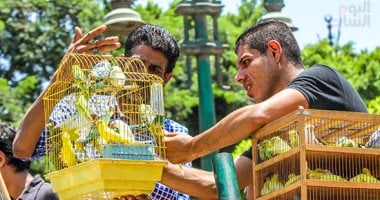 سوق السيدة عائشة.. جنة طيور الزينة فى مصر