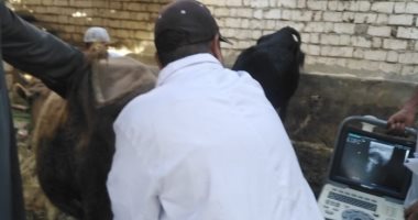 الطب البيطرى بالأقصر تجرى التلقيح الاصطناعى لتحسين السلالات وزيادة إنتاج اللحوم والألبان