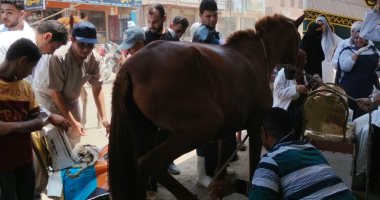 جامعة كفر الشيخ تقدم خدمات بيطرية لـ5070 رأس ماشية وداوجن ببلطيم 