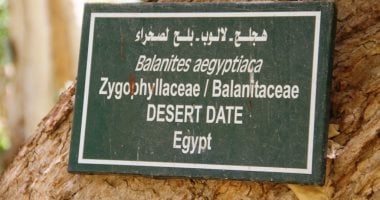 شجرة اللالوب
