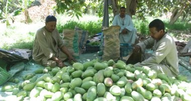 آواخر موسم معشوقة القلوب المانجا بقلب الصعيد