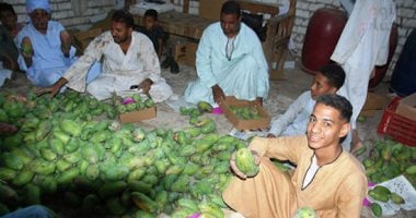 انتعاش محصول المانجو بالأقصر 