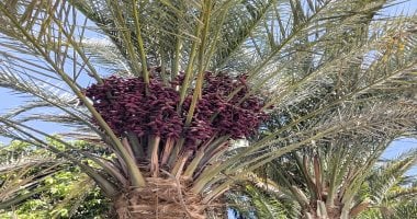 بشائر موسم جنى البلح فى أسوان بعد أيام والمزارعون يتوافدون إلى حقول النخيل.. السكوتى والبرتمودى والقنديلة أبرز الأنواع.. المحافظة من الأكبر إنتاجا للتمر.. و3.3 مليون نخلة تنتج أنواعا مختلفة.. صور