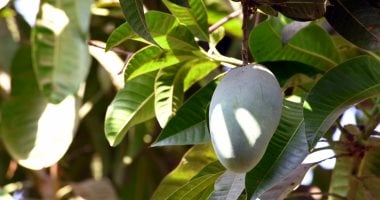 محصول المانجو يزين حدائق الشرقية