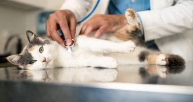  أنواع السرطان عند الحيوانات والزواحف وطرق علاجه