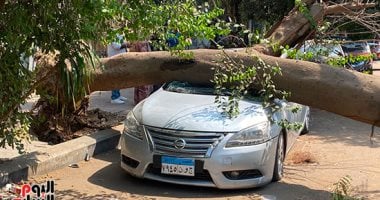سقوط شجرة على سيارة ملاكي بشارع البطل أحمد عبد العزيز بالدقي.. صور