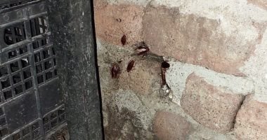 بسبب الصراصير.. غلق وتشميع مطعم بنجع حمادى فى حملة مكبرة