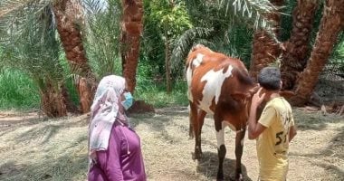 انطلاق الحملة القومية للتحصين ضد الحمى القلاعية وحمى الوادى المتصدع بأسوان