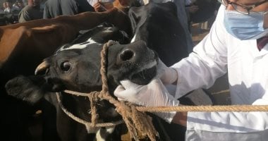 بيطرى الأقصر يجرى فحصا للماشية بسوق إسنا للتأكد من خلوها من أى أمراض
