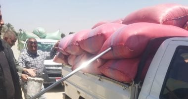بنى سويف تستقبل 355 ألفا و413 طنا من الأقماح حتى أغسطس 2026.. مدير الزراعة: 116 ألفا و381 فدانا منزرعة بمحصول القمح هذا العام.. المزارعون استخدموا الأصناف عالية الإنتاجية مثل سدس 14 وبنى سويف 5 و7