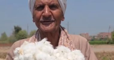 انطلاق موسم حصاد الذهب الأبيض في غيطان الشرقية رسميا.. فيديو