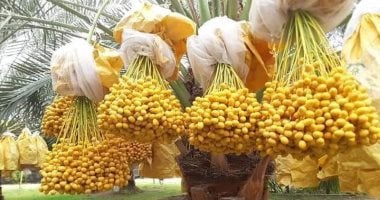 إنتاج وفير من بلح البرحي بالوادى الجديد