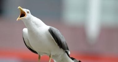 علوم وتكنولوجيا: الليزر ضد النورس.. طائرات مسيّرة وتقنيات متطورة لإنهاء إزعاج الطيور فى بريطانيا