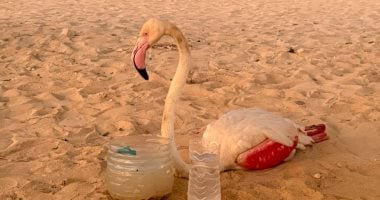 رحلة إنقاذ الكائنات البرية من قبضة الاتجار غير المشروع