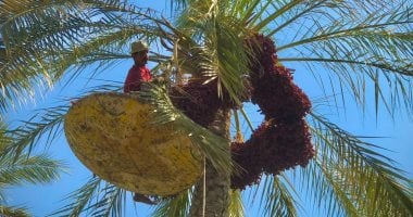 موسم حصاد التمور بسقارة
